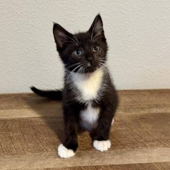 Doc -  Domestic Short Hair Cat for Adoption in Houston, Texas - Doc | PetCurious
