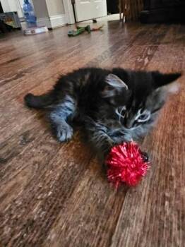 Gamora -  Domestic Long Hair and Domestic Short Hair Cat for Adoption in Port Republic, Maryland - Gamora | PetCurious