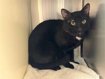 Domestic Short Hair Cats Available for Adoption in Colorado Springs, Colorado - PIETRINO | PetCurious