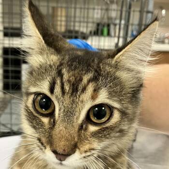 111260 -  Domestic Medium Hair Cat for Adoption in Las Cruces, New Mexico - 111260 | PetCurious