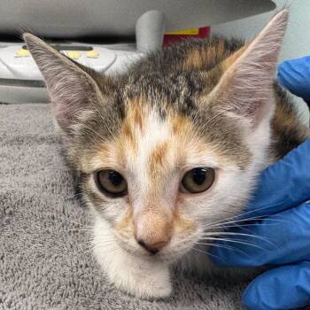 Curie -  Domestic Short Hair Cat Available for Adoption in Buffalo, New York - Curie | PetCurious