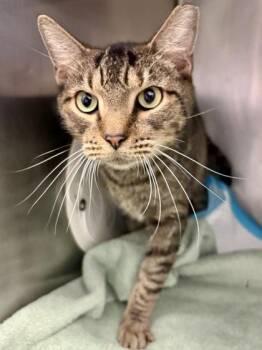 Louie -  Domestic Short Hair Cat for Adoption in Lafayette, Indiana - Louie | PetCurious