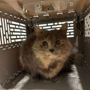 Nala -  Domestic Short Hair Cat for Adoption in Chattanooga, Tennessee - Nala | PetCurious