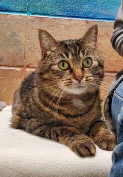 Rescue Domestic Short Hair Cats for Adoption in Munster, Indiana - Betsy | PetCurious