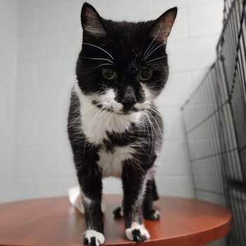 Theo *Foster Me! -  Domestic Short Hair Cat for Adoption in Dover, New Hampshire - Theo *Foster Me! | PetCurious