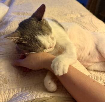 Sylvester -  Domestic Short Hair Cat for Adoption in Bear, Delaware - Sylvester | PetCurious