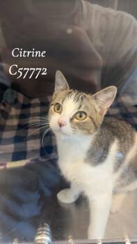 Citrine -  Domestic Short Hair Cat for Adoption in Clarksville, Tennessee - Citrine | PetCurious