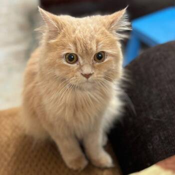 Siberian Cats Available for Adoption in Brampton, Ontario - Brandy(Mini Size) | PetCurious