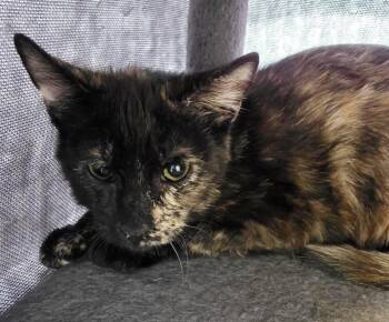 Tortoiseshell and Domestic Short Hair Cats Available for Adoption - Nutmeg Spicewood | PetCurious