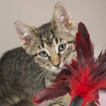 Maxine -  Domestic Short Hair Cat for Adoption in Verona, Wisconsin - Maxine | PetCurious