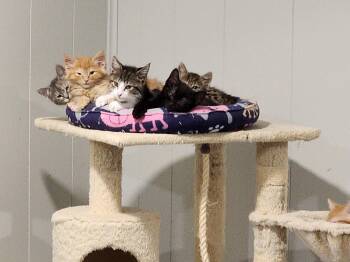 Ollie -  Domestic Long Hair Cat for Adoption in Wheaton, Illinois - Ollie | PetCurious