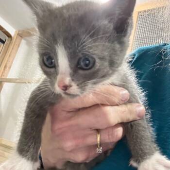 Sardine -  Domestic Short Hair Cat for Adoption in Ferndale, Washington - Sardine | PetCurious