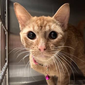 Pinkerton -  Domestic Short Hair Cat for Adoption in Galveston, Texas - Pinkerton | PetCurious