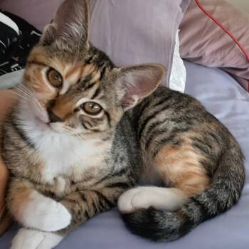 B-Paisley -  Domestic Short Hair Cat for Adoption in Arizona City, Arizona - B-Paisley | PetCurious