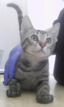 Turbo -  Domestic Short Hair Cat for Adoption in Dayton, Minnesota - Turbo | PetCurious