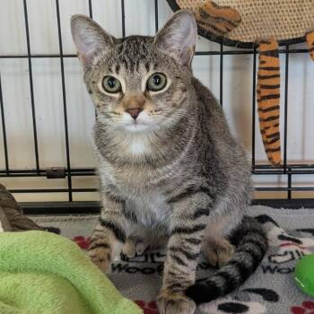 Lucy -  Domestic Short Hair Cat for Adoption - Lucy | PetCurious
