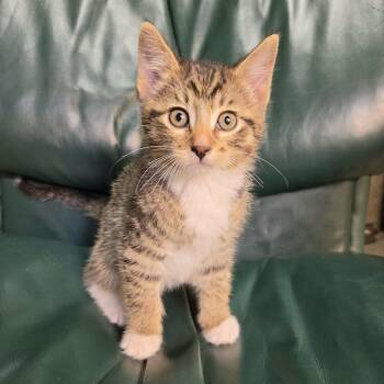 Bunga -  Domestic Short Hair Cat for Adoption in Wadena, Minnesota - Bunga | PetCurious