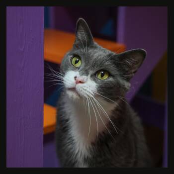 Momba -  Domestic Short Hair Cat for Adoption in Topeka, Kansas - Momba | PetCurious