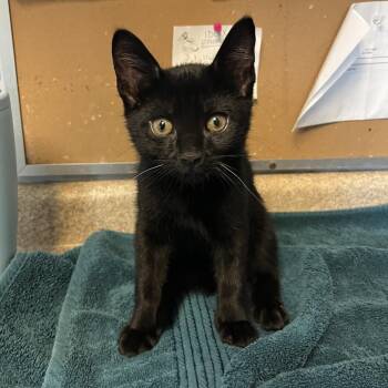 Tuba -  Domestic Short Hair Cat for Adoption - Tuba | PetCurious