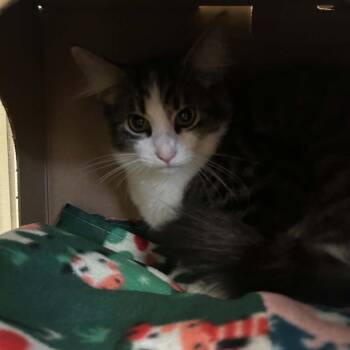 Bramble Claw -  Domestic Medium Hair Cat for Adoption in West Olive, Michigan - Bramble Claw | PetCurious