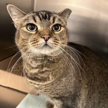 Tiger -  Domestic Short Hair Cat for Adoption in Philadelphia, Pennsylvania - Tiger | PetCurious