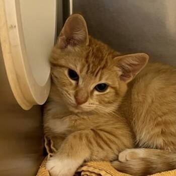 Pirouette -  Domestic Short Hair Cat for Adoption in Walnut Creek, California - Pirouette | PetCurious