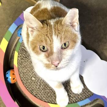 Domestic Short Hair Cats Available for Adoption - Hickory | PetCurious