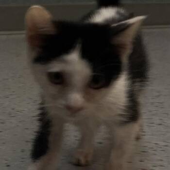 Finn -  Domestic Short Hair Cat for Adoption in Lenexa, Kansas - Finn | PetCurious