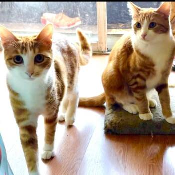 Georgia -  Domestic Short Hair Cat for Adoption in Los Angeles, California - Georgia | PetCurious