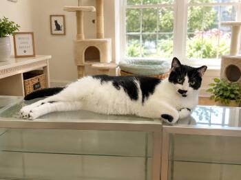 Janice -  American Shorthair Cat for Adoption in Westwood, New Jersey - Janice | PetCurious