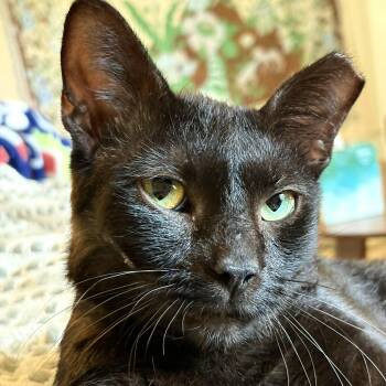 Rocky -  Bombay and Domestic Short Hair Cat for Adoption in UNIVERSITY PA, Maryland - Rocky | PetCurious