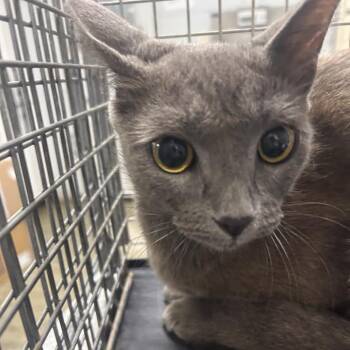 Tood-da-tot -  Domestic Short Hair Cat for Adoption in Summerville, South Carolina - Tood-da-tot | PetCurious