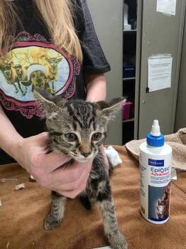 Kennedy -  Domestic Short Hair Cat for Adoption in Meriden, Connecticut - Kennedy | PetCurious