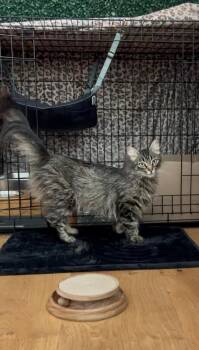Clover -  Domestic Long Hair and Tabby Cat for Adoption in Santa Monica, California - Clover | PetCurious