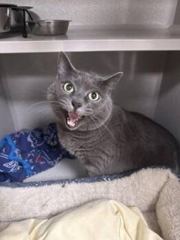 Kiwi -  Domestic Short Hair Cat for Adoption in East Brookfield, Massachusetts - Kiwi | PetCurious