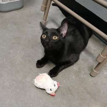 Rescue Domestic Short Hair Cats for Adoption in Spring Brook, New York - Silas | PetCurious