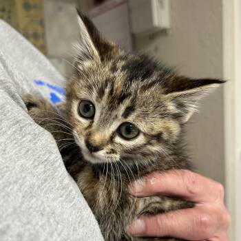 Domestic Short Hair Cats Available for Adoption - Bailey R | PetCurious