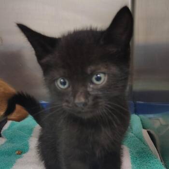Mochi (Light green) -  Domestic Short Hair Cat for Adoption in Vieques, Vieques - Mochi (Light Green) | PetCurious