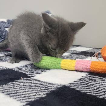 Momo -  Domestic Short Hair Cat Available for Adoption in Toledo, Ohio - Momo | PetCurious