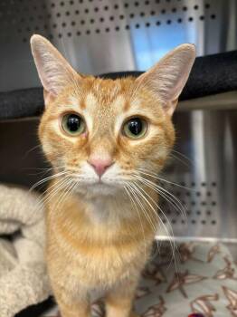 Domestic Short Hair Cats Available for Adoption - Foofa | PetCurious