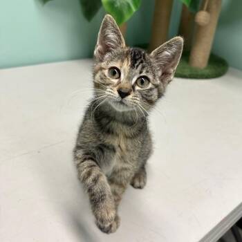 Beth -  Domestic Short Hair Cat for Adoption in Clavet, Saskatchewan - Beth | PetCurious