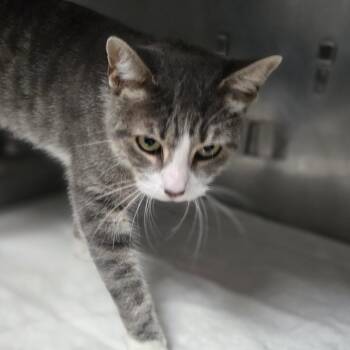 Jelly -  Domestic Short Hair Cat for Adoption in San Jacinto, California - Jelly | PetCurious