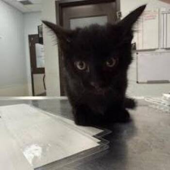 Fernando -  Domestic Short Hair Cat for Adoption in Durango, Colorado - Fernando | PetCurious