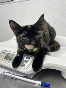 Rescue Domestic Short Hair Cats for Adoption in West Chester, Pennsylvania - Dessie | PetCurious