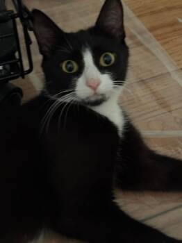 Lady Violet -  Tuxedo Cat for Adoption in Roxbury Township, New Jersey - Lady Violet | PetCurious