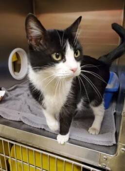 Lanova -  Domestic Medium Hair and Domestic Short Hair Cat for Adoption in Munster, Indiana - Lanova | PetCurious