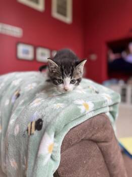 Tommy -  Domestic Short Hair Cat for Adoption - Tommy | PetCurious