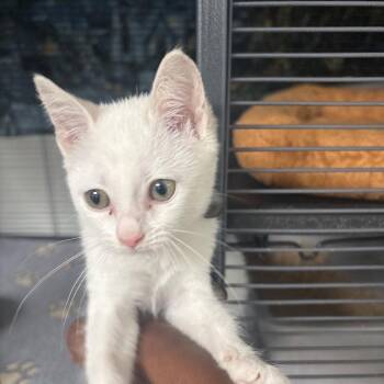 Domestic Short Hair Cats Available for Adoption in Dallas, Texas - Fiona | PetCurious
