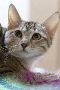 Rescue Domestic Short Hair Cats for Adoption in Fort Worth, Texas - Catnip | PetCurious