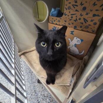 Domestic Short Hair Cats Available for Adoption in West Olive, Michigan - Stu Macher | PetCurious